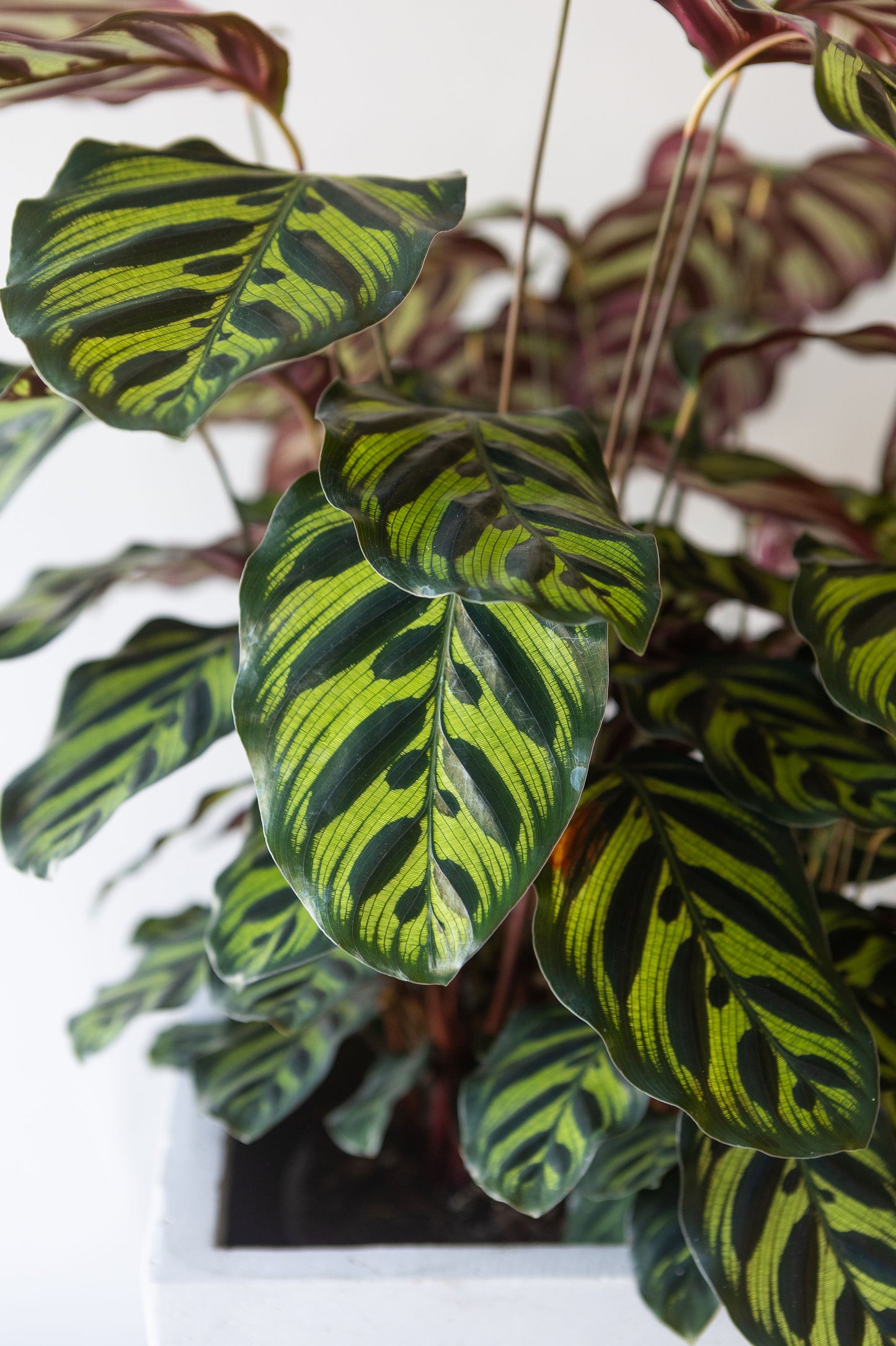 GRANDE CALATHEA MAKOYANA PLANT