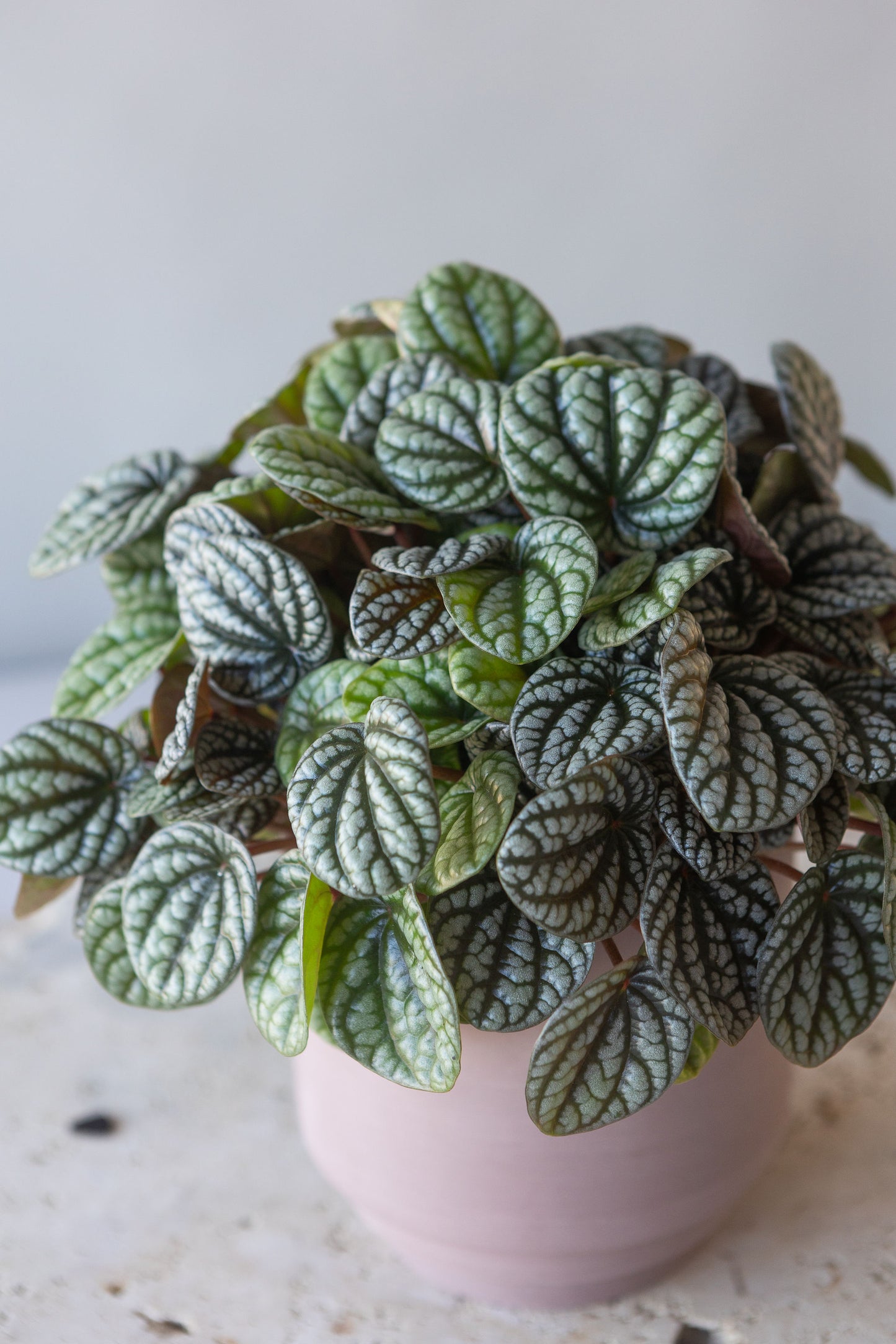 PEPEROMIA BURBELLA PLANT