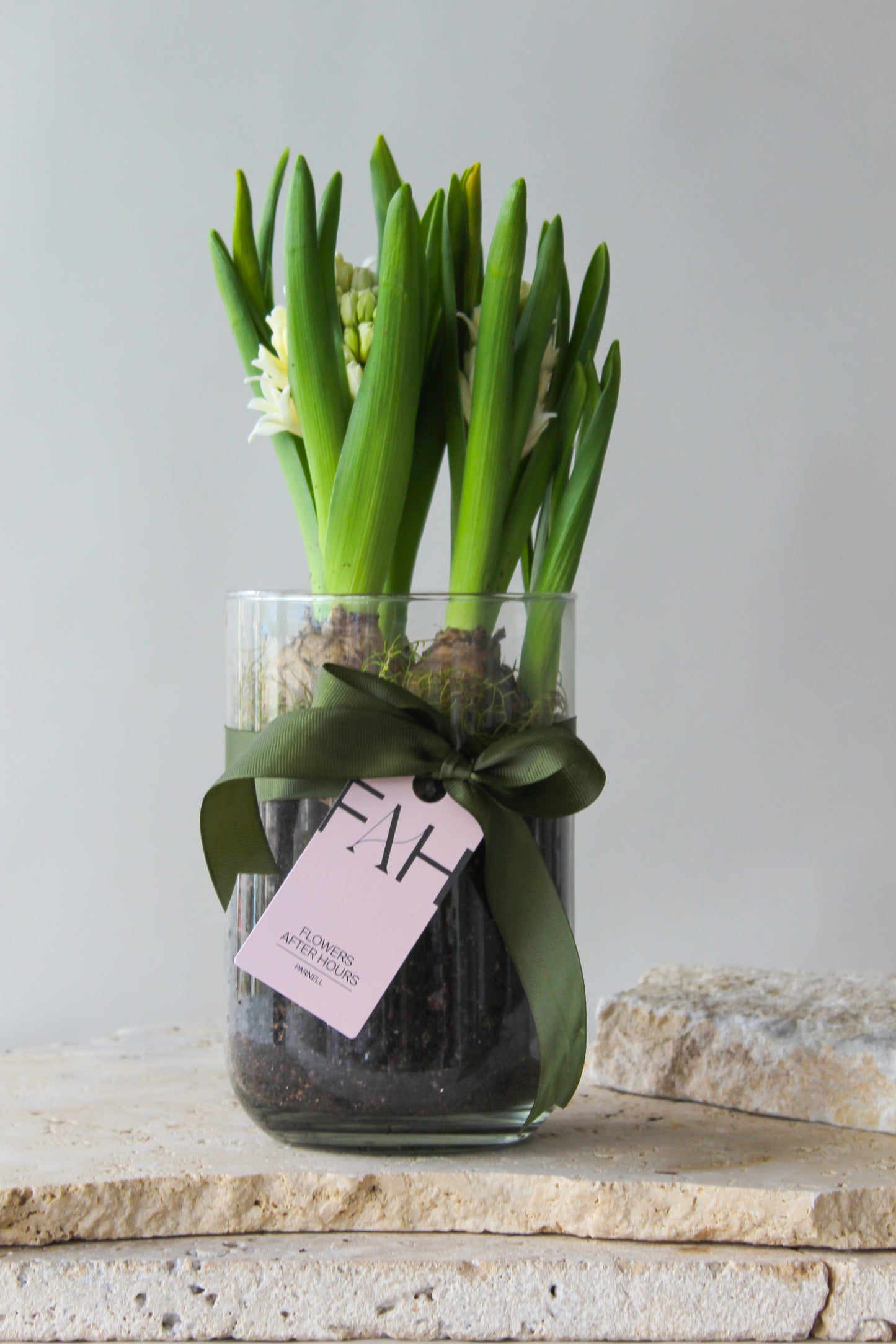 HYACINTH PLANTS