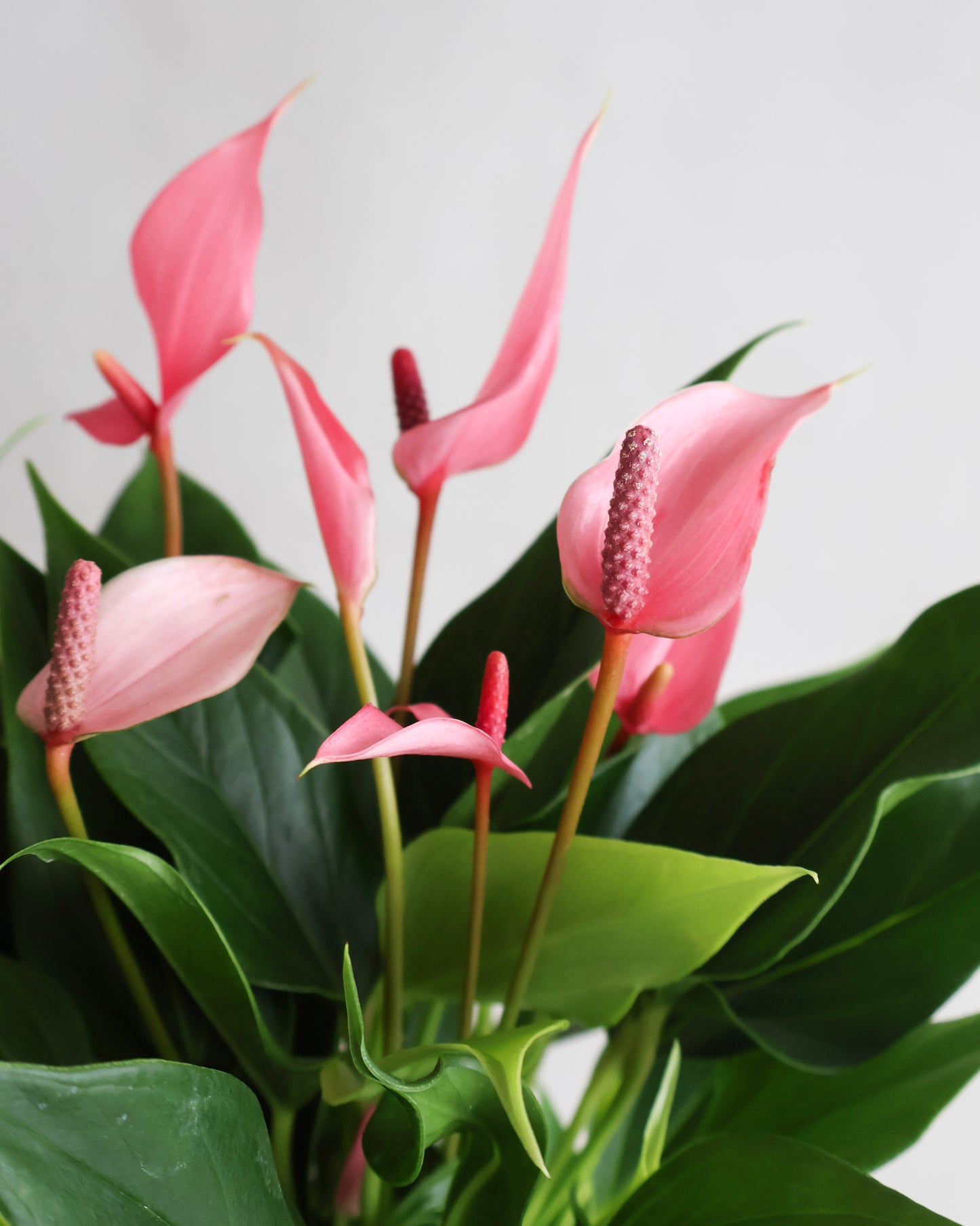 MOTHERS DAY SPECIAL: PINK FLAMINGO ANTHURIUM PLANT IN CERAMIC PLANTER