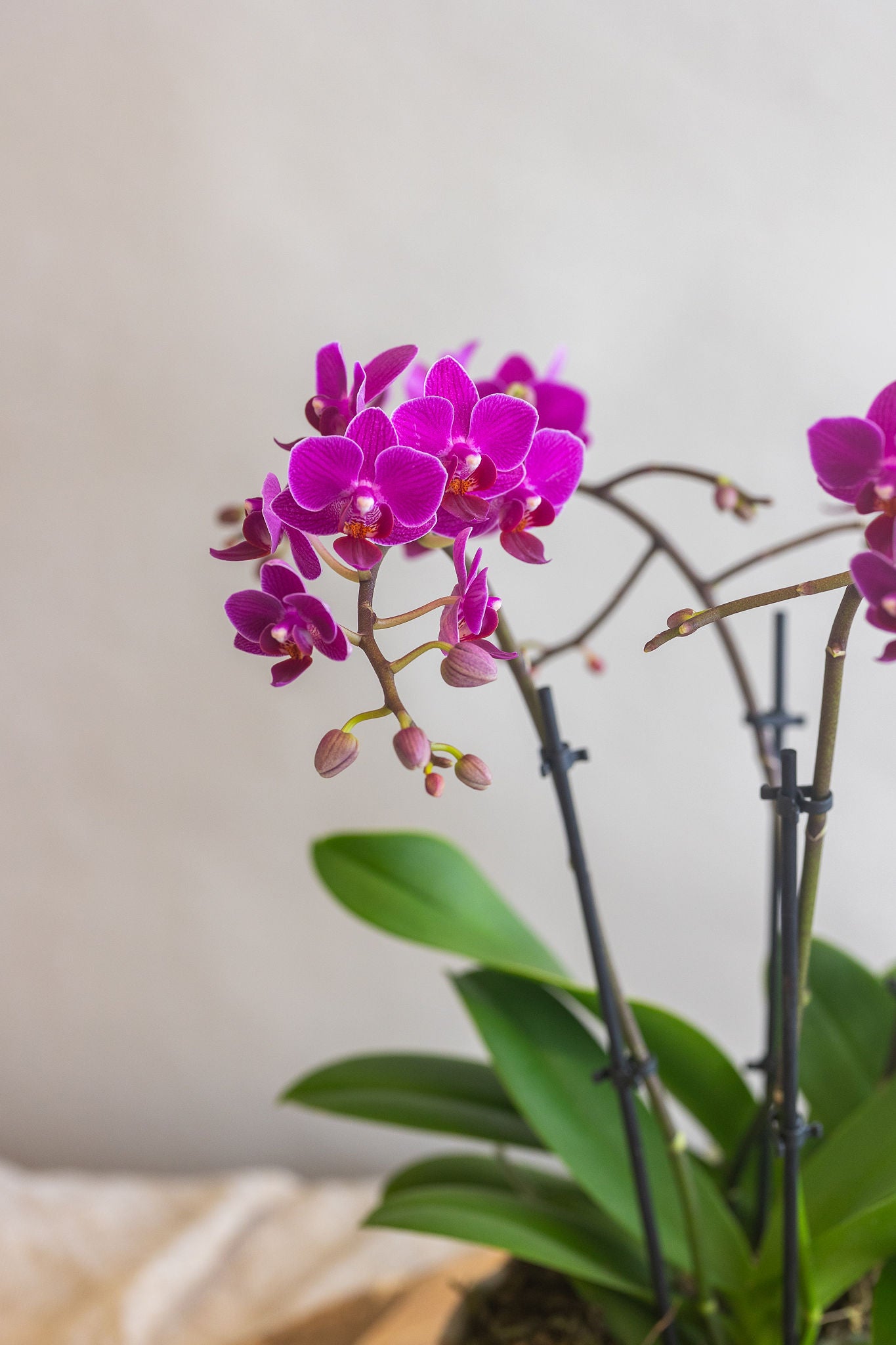 THE ATELIER ORCHID BOWL