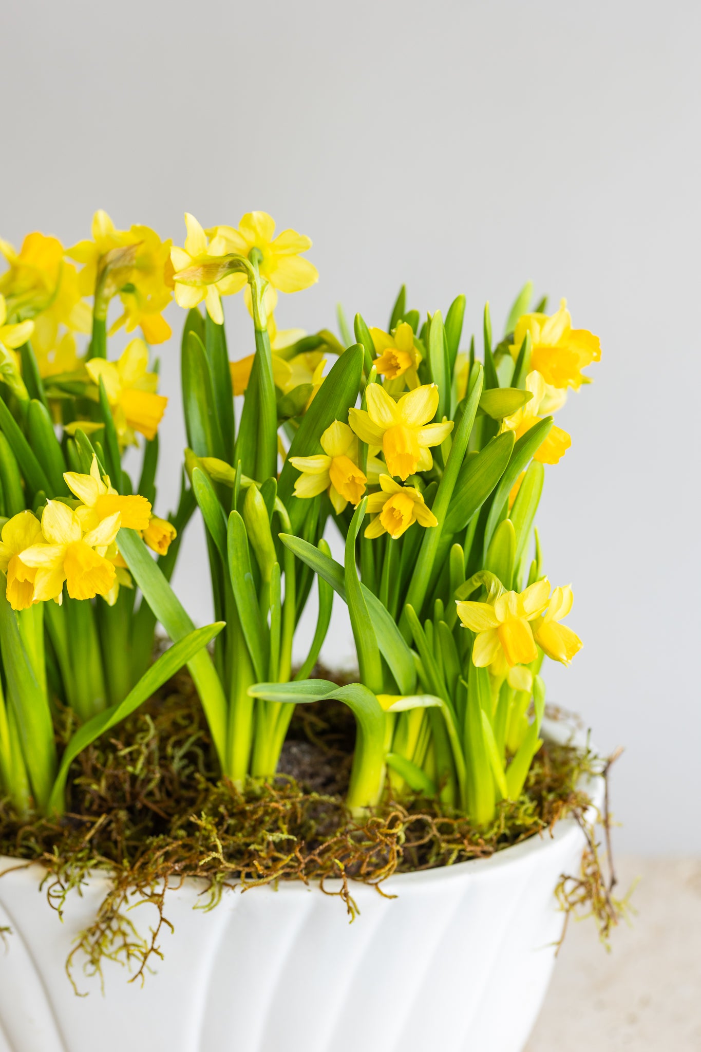 TÊTE-À-TÊTE DOUBLE DAFFODIL PLANTER