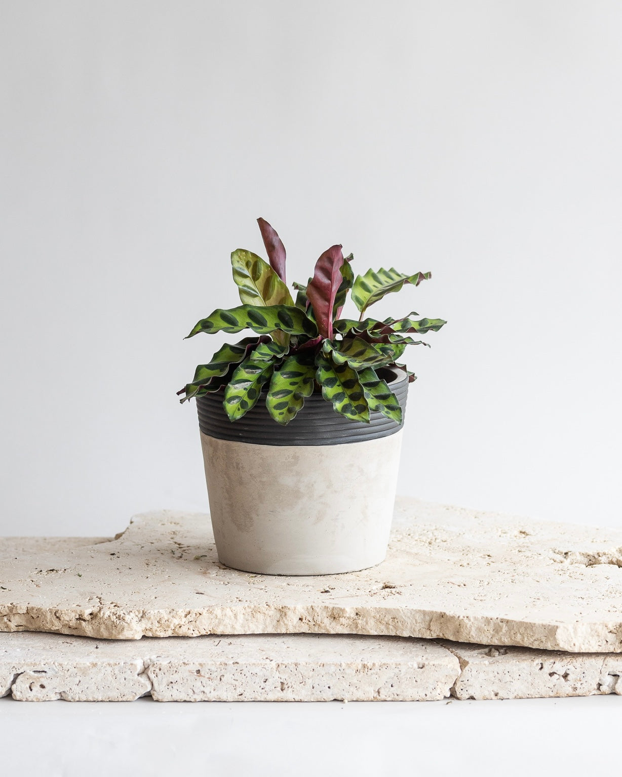 CALATHEA INSIGNIS PLANT