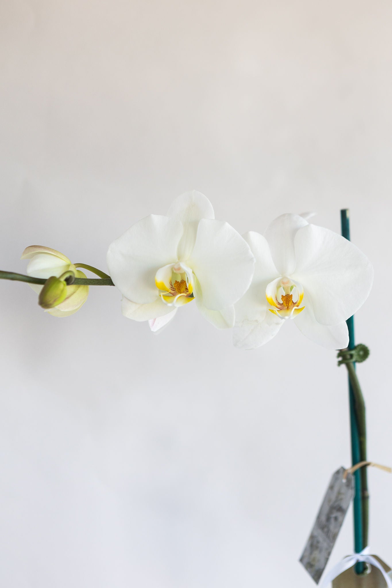 LARGE PHALAENOPIS ORCHID PLANT: WHITE