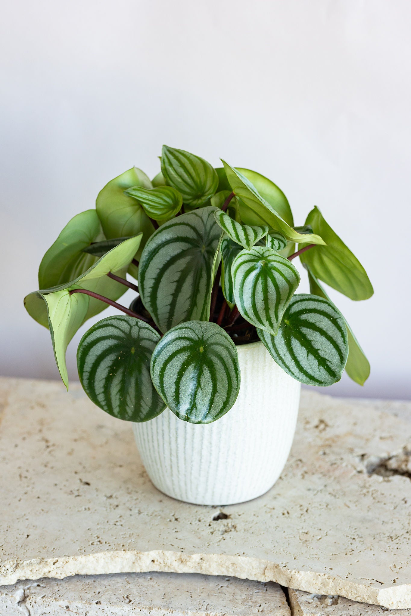 PEPEROMIA WATERMELON PLANT