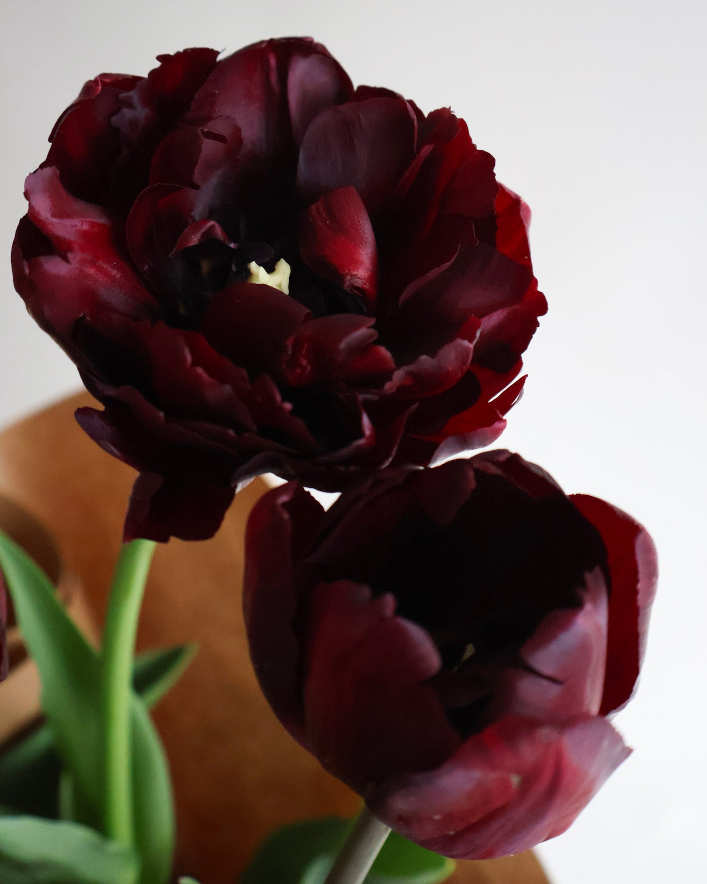 WEEKEND SPECIAL: POTTED PEONY TULIPS PLANT