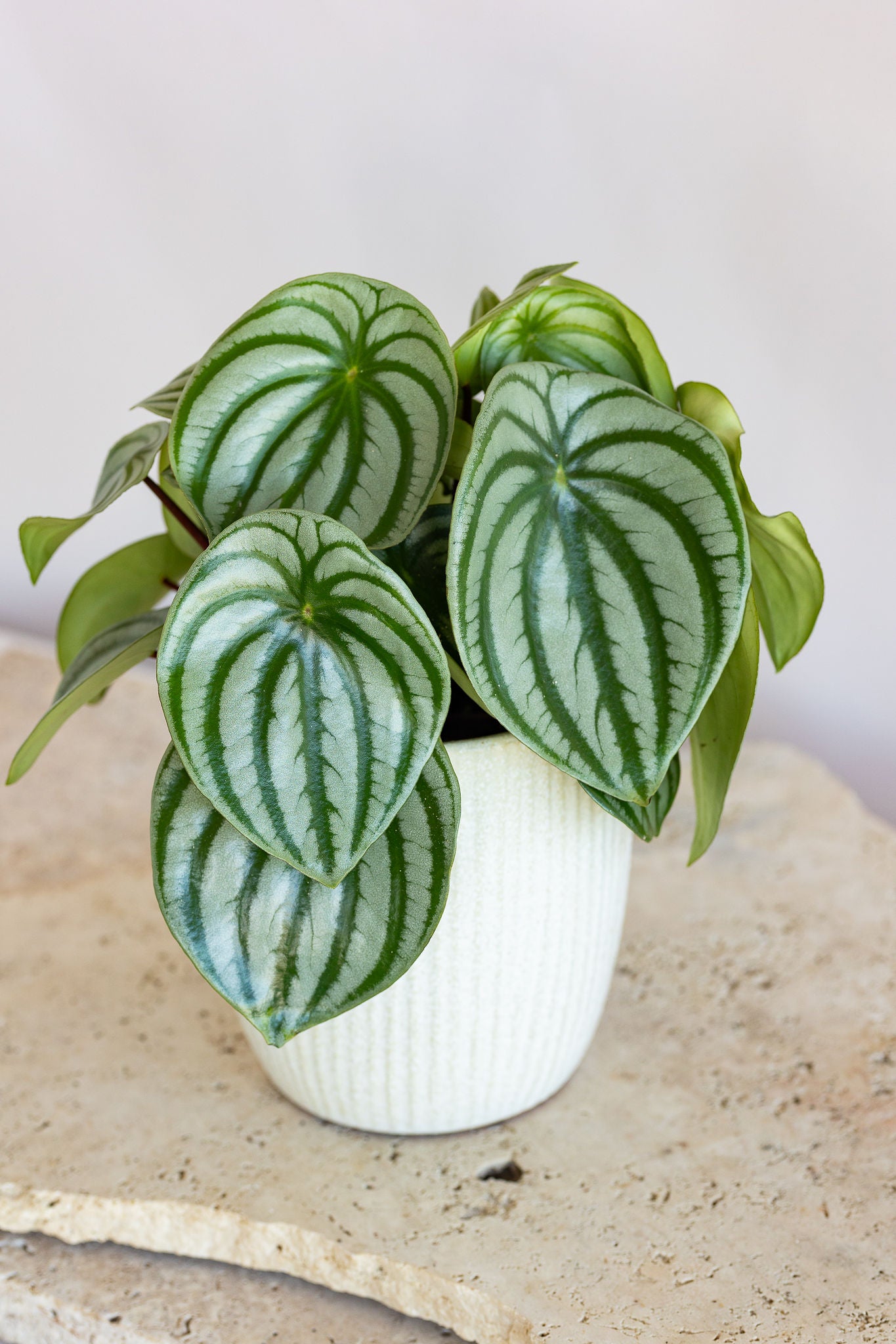 PEPEROMIA WATERMELON PLANT