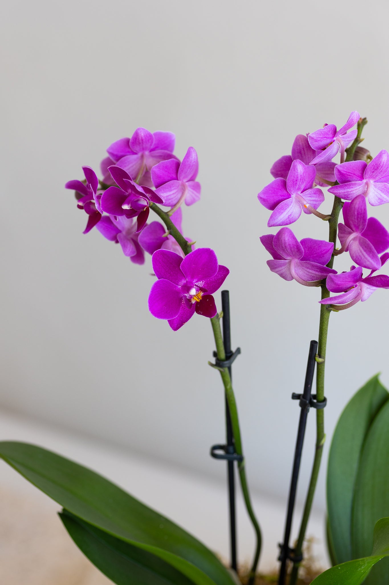 MARRON PINK ORCHID BOWL