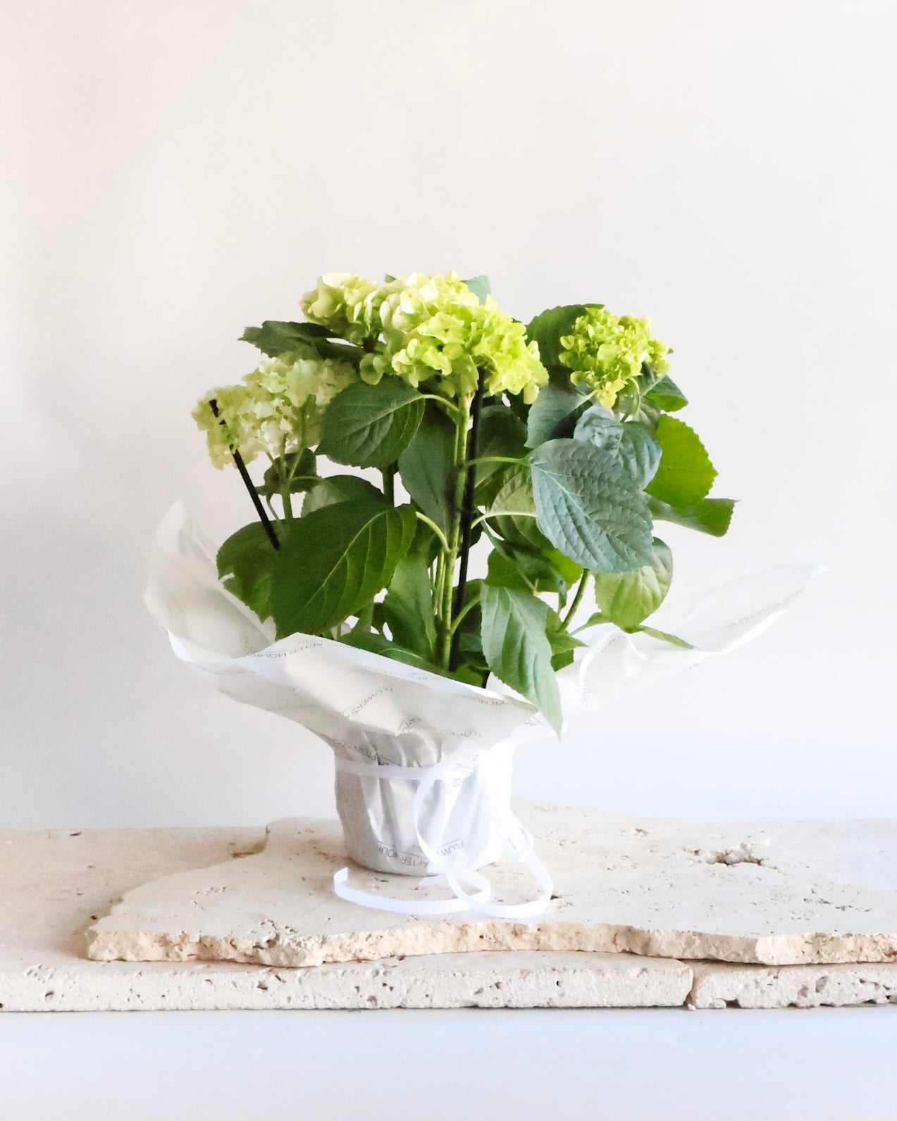 WEEKEND SPECIAL: HYDRANGEA PLANTS