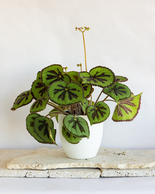 GRANDE BEGONIA MOUNTAIN PLANT
