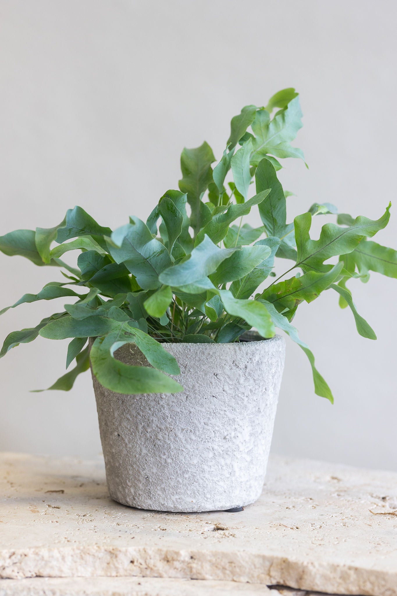 PETITE BLUE STAR FERN PLANT