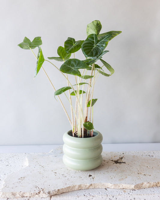 ALOCASIA IVORY COAST