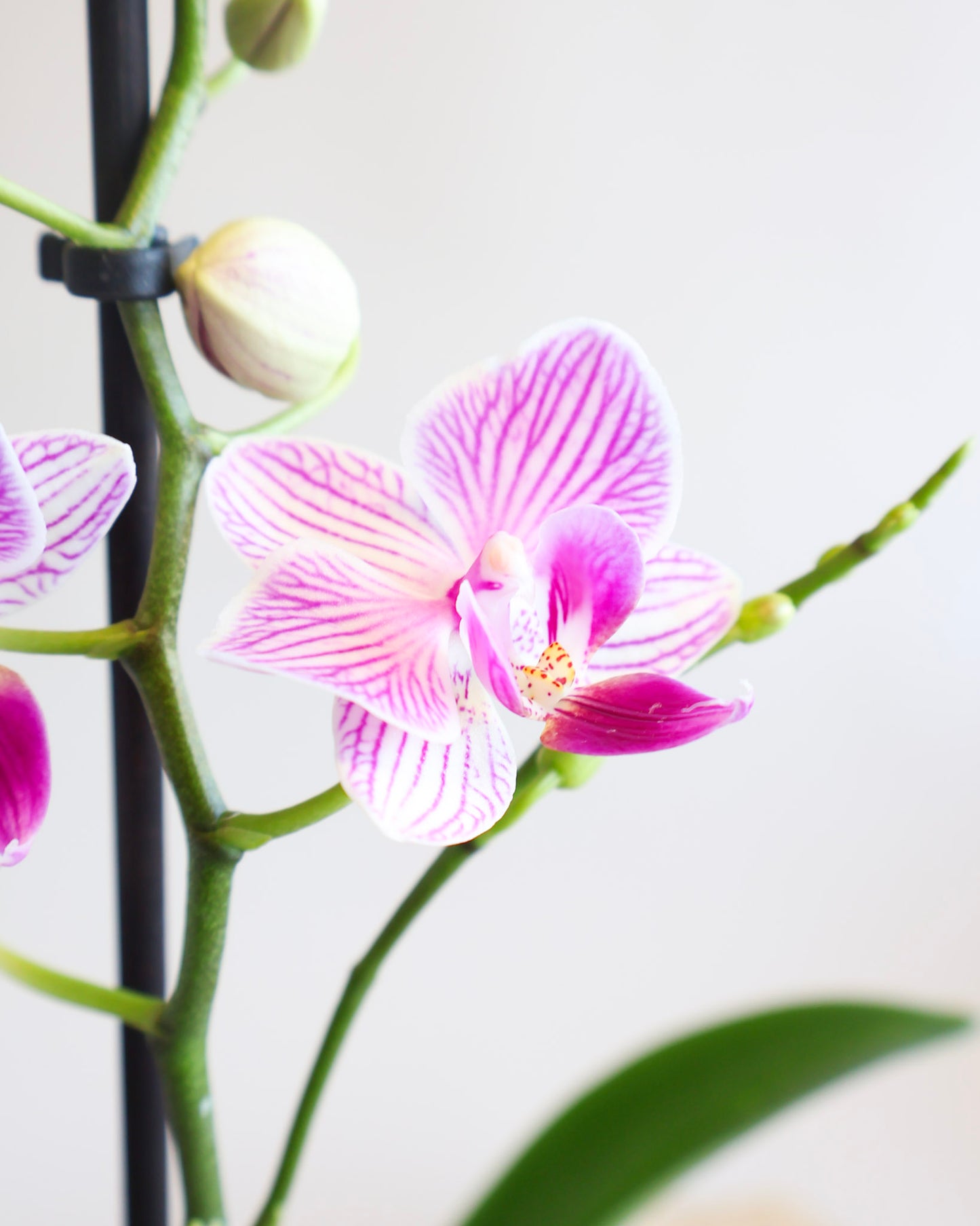 WEEKEND SPECIAL: PINK MOSAIC PHALAENOPSIS ORCHID