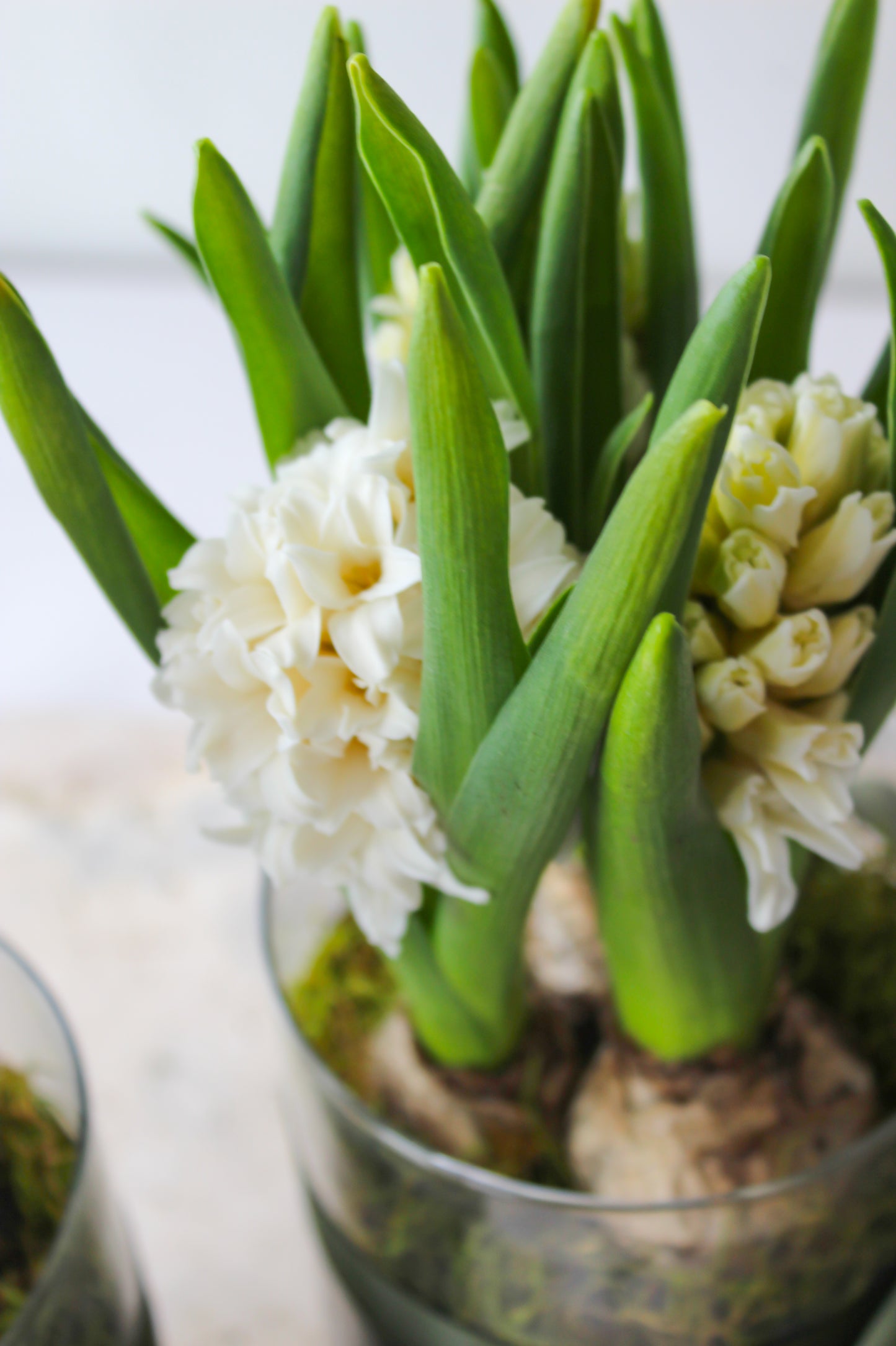 HYACINTH PLANTS