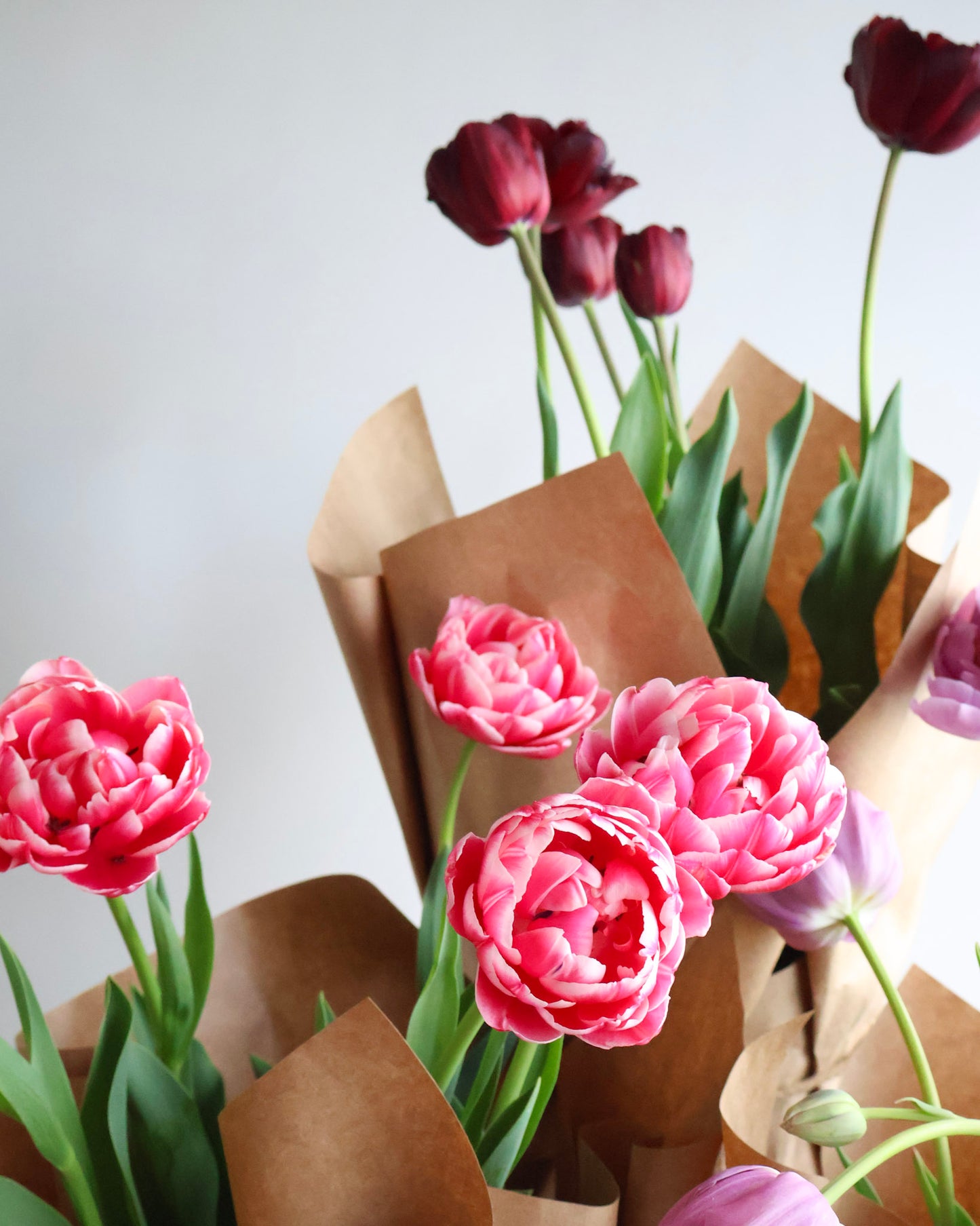 WEEKEND SPECIAL: POTTED PEONY TULIPS PLANT
