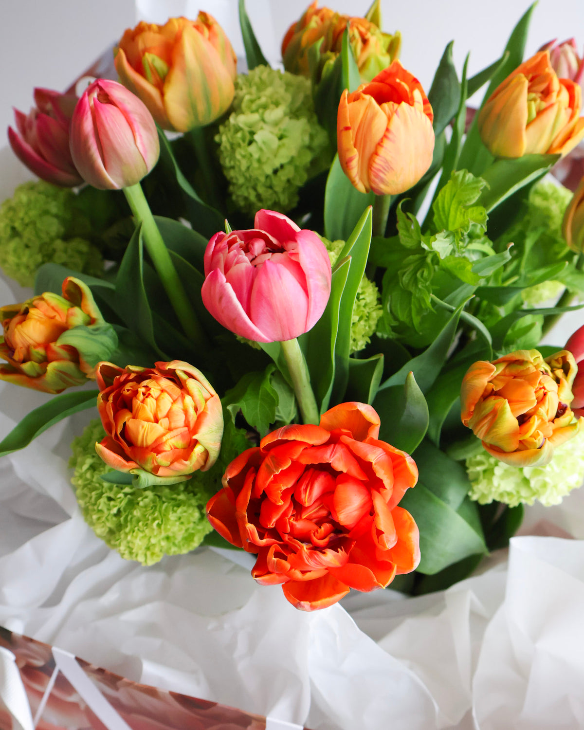 WEEKEND SPECIAL: DOUBLE TULIP DAYDREAM