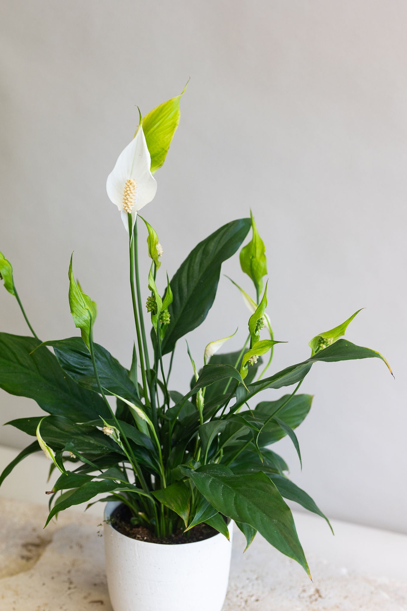 SPATHIPHYLLUM ‘SUNSHINE GIRL’ PLANT