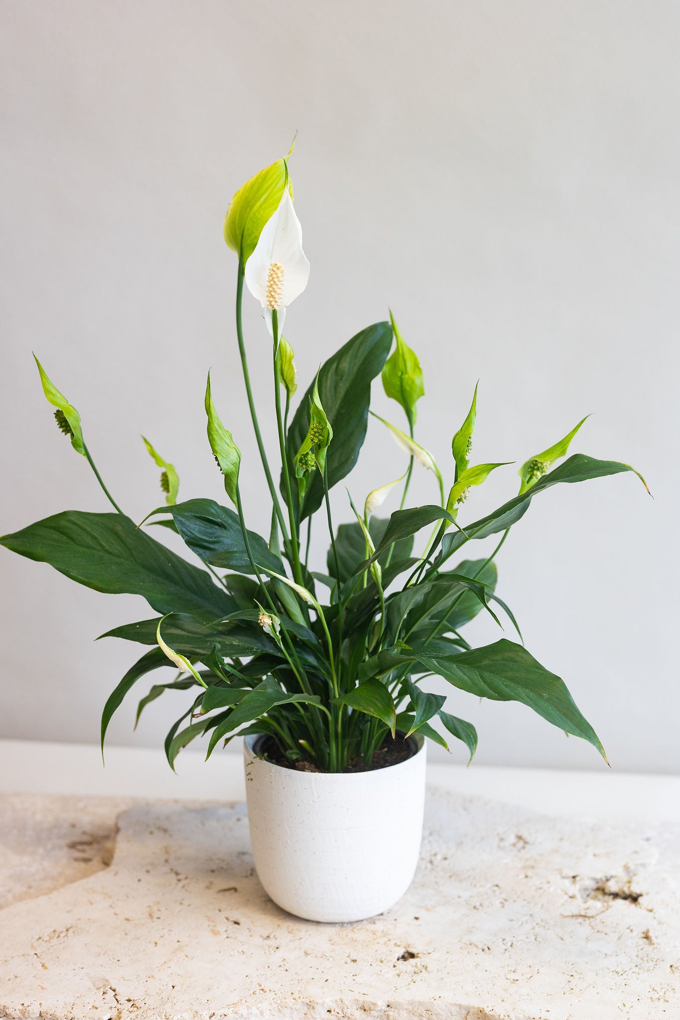 SPATHIPHYLLUM ‘SUNSHINE GIRL’ PLANT