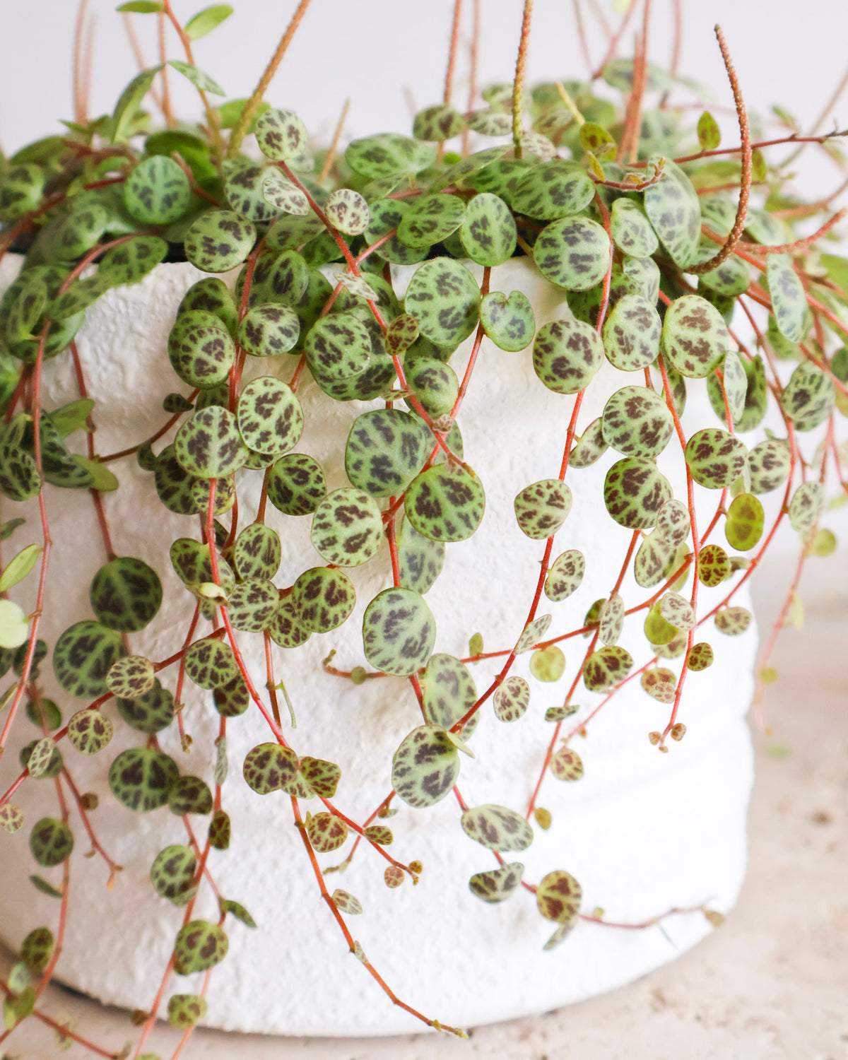 STRING OF TURTLES PLANT