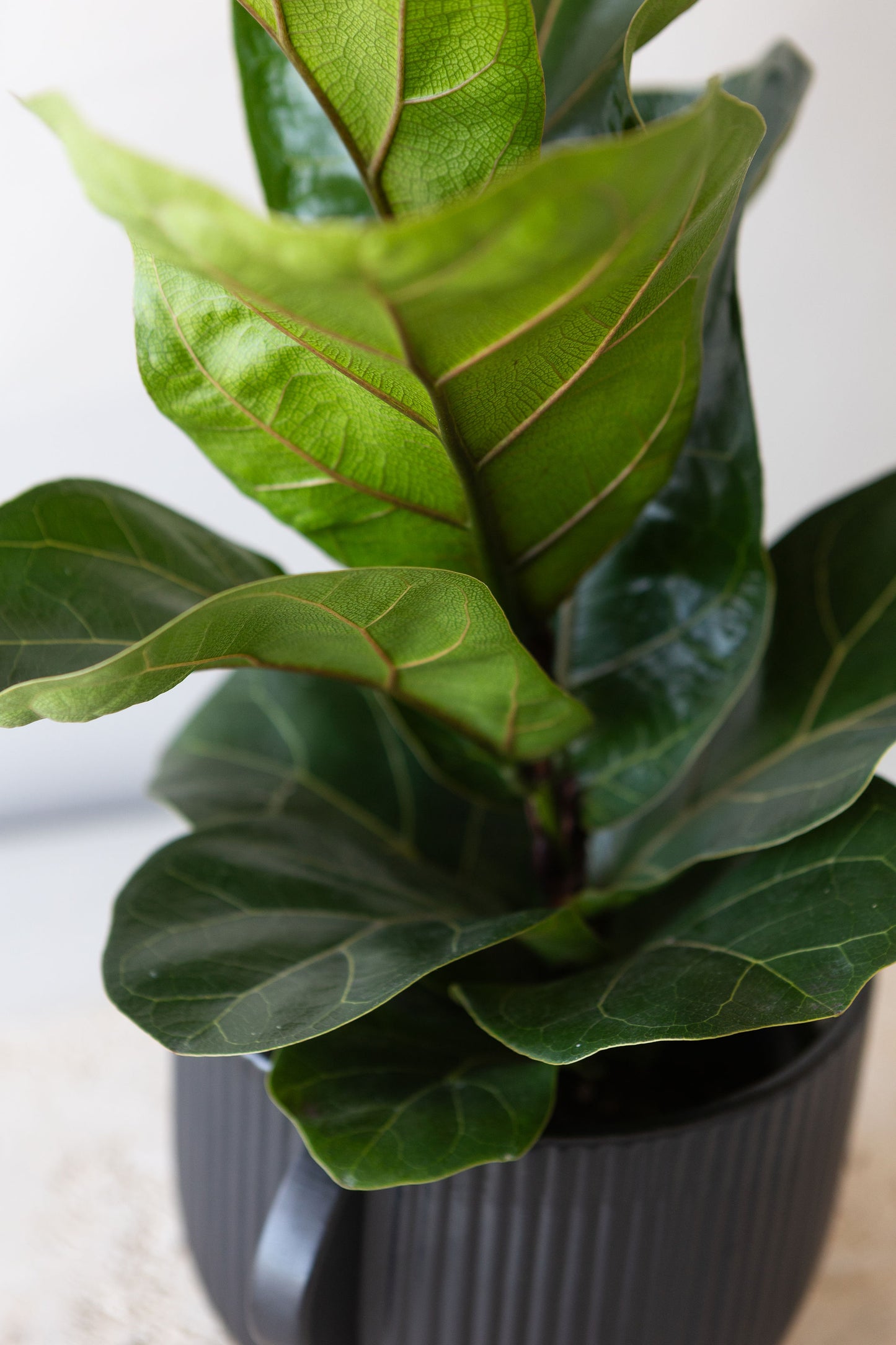 FICUS LYRATA BAMBINO PLANT