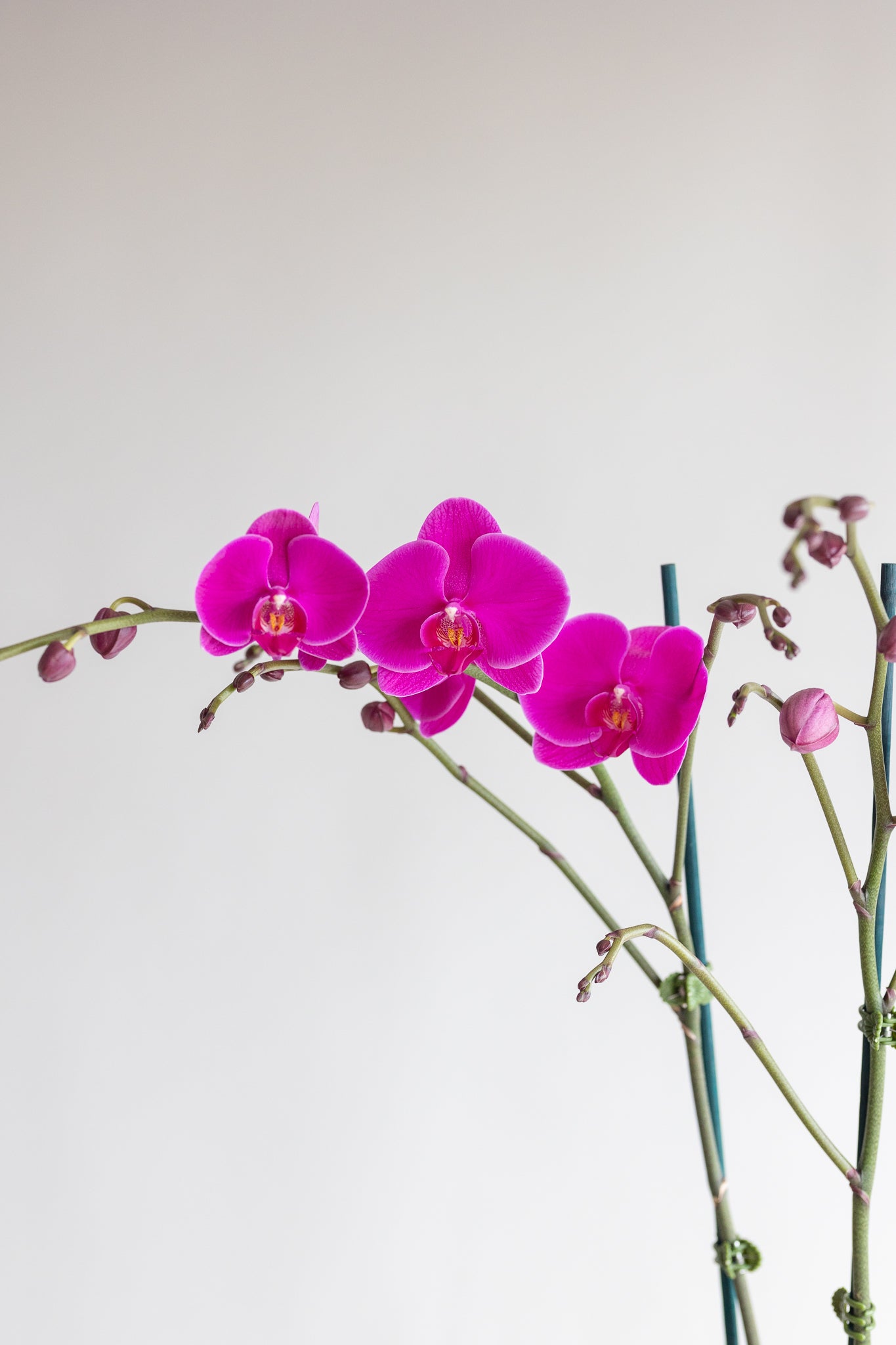GRANDE PHALAENOPIS ORCHID PLANT: MAGENTA
