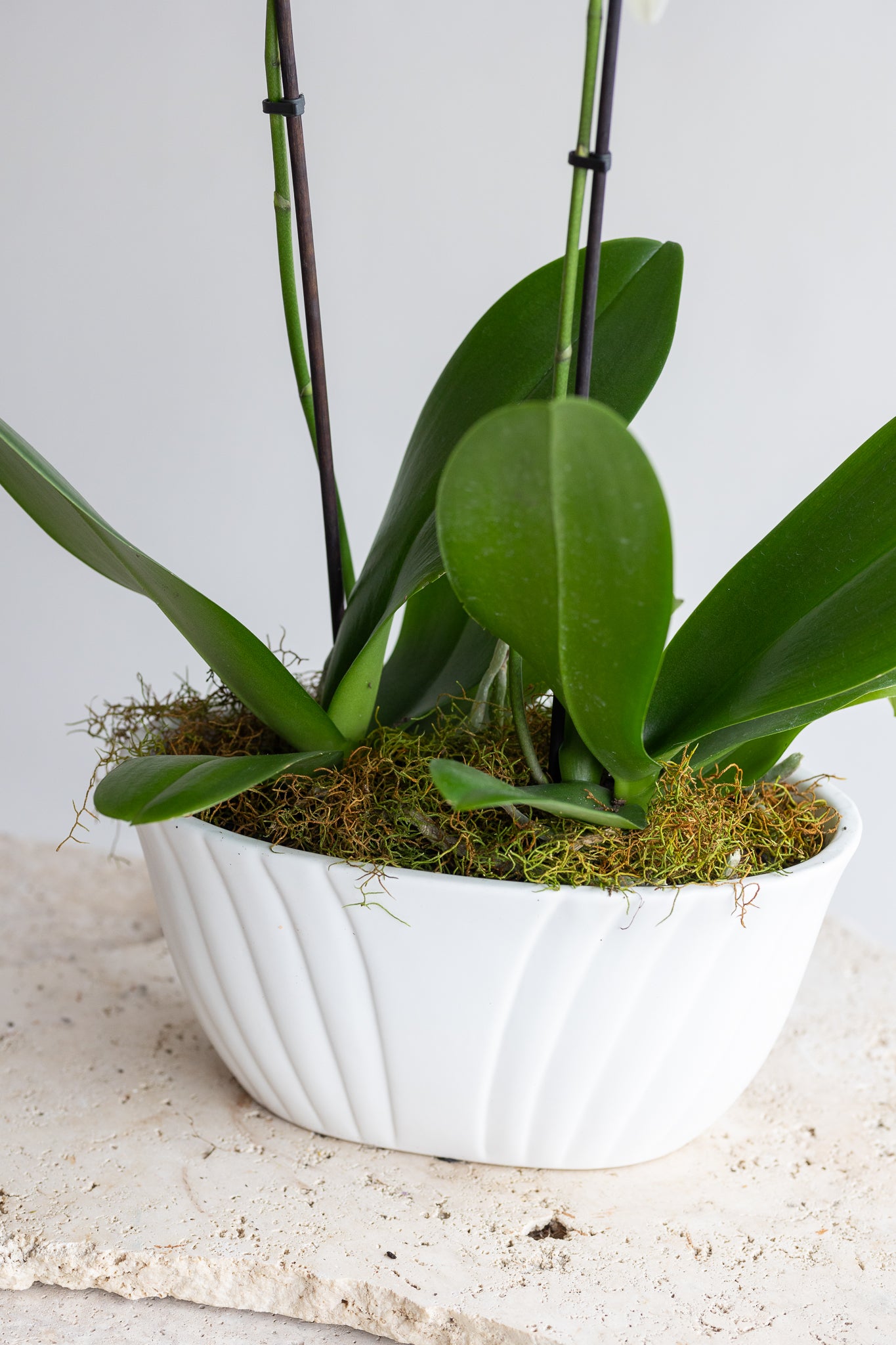 THE FLORENCE ORCHID BOWL