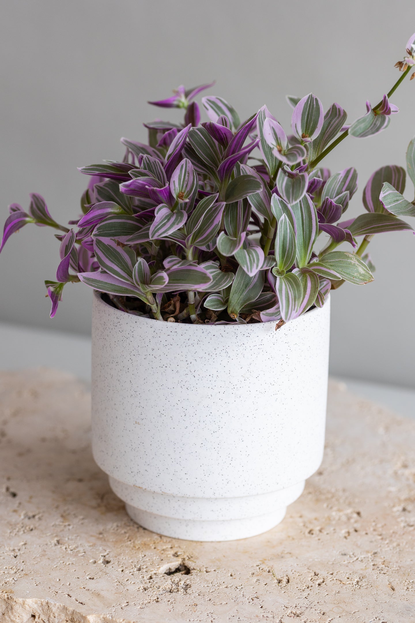 TRADESCANTIA SWEETNESS