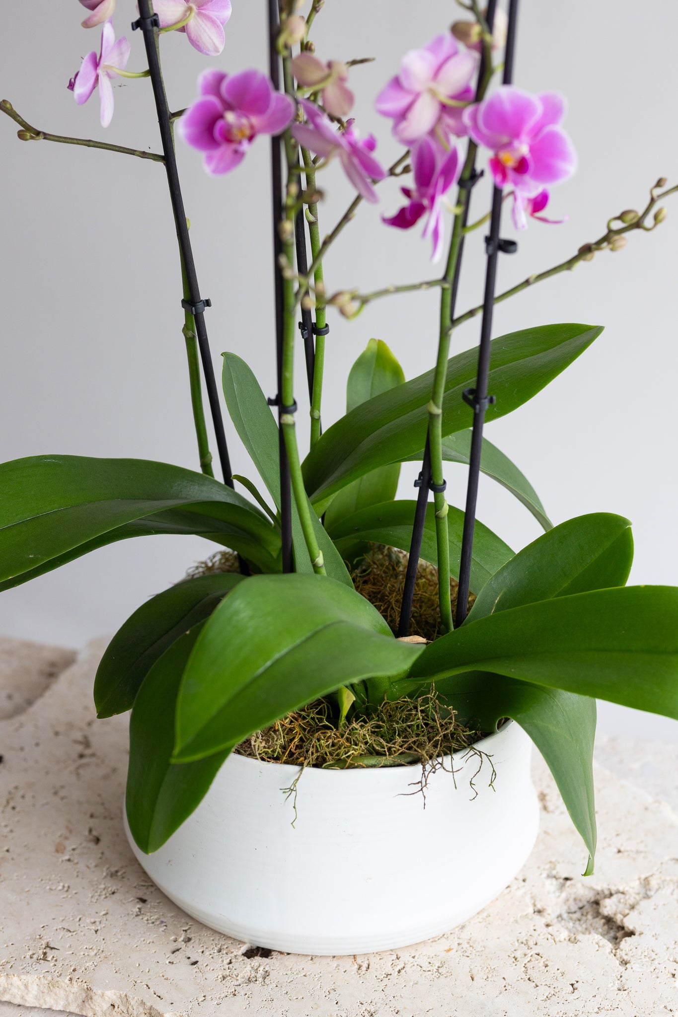 THE MAISON ORCHID BOWL