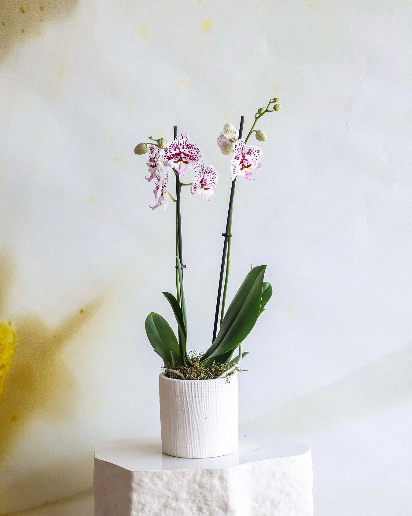 NEWEST PRODUCTS - Flowers After Hours