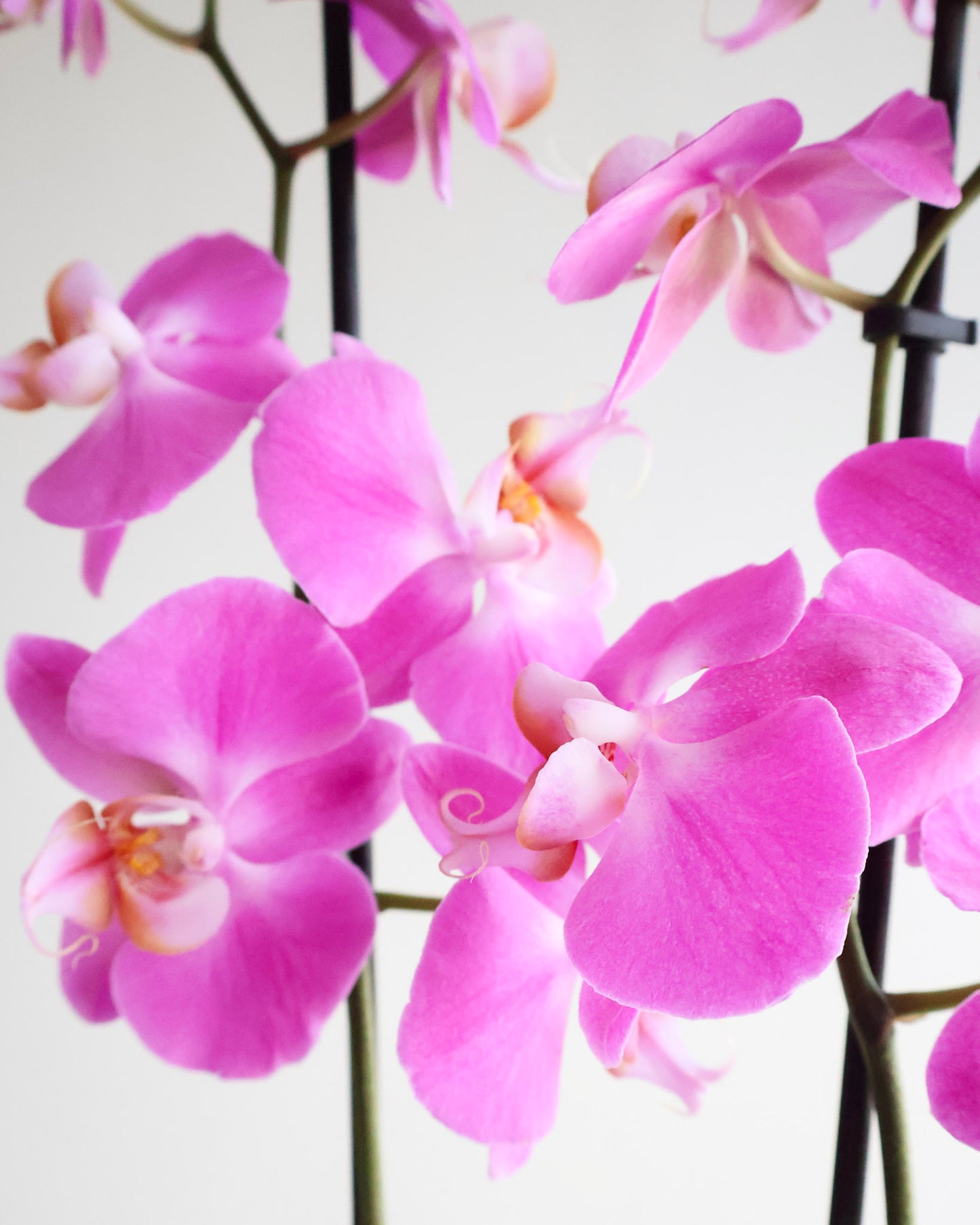 DOUBLE STEM PHALAENOPIS PLANT: FUCHSIA