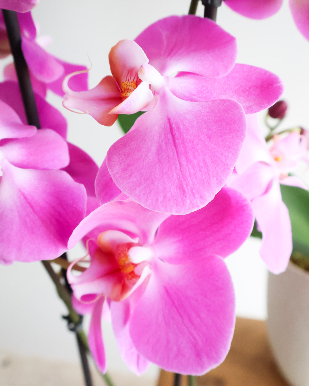 DOUBLE STEM PHALAENOPIS PLANT: FUCHSIA