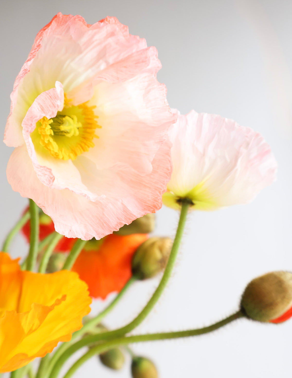 MID WEEK DEAL: POPPY PARADE VASE