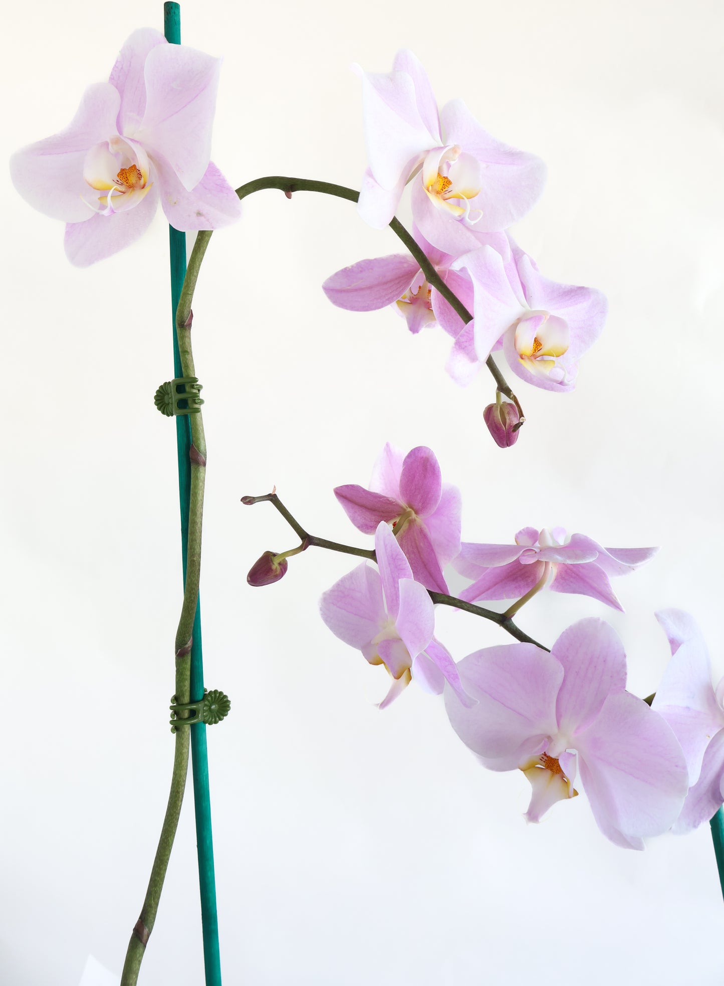SOFT PINK BRANCHING PHALAENOPSIS ORCHID PLANT