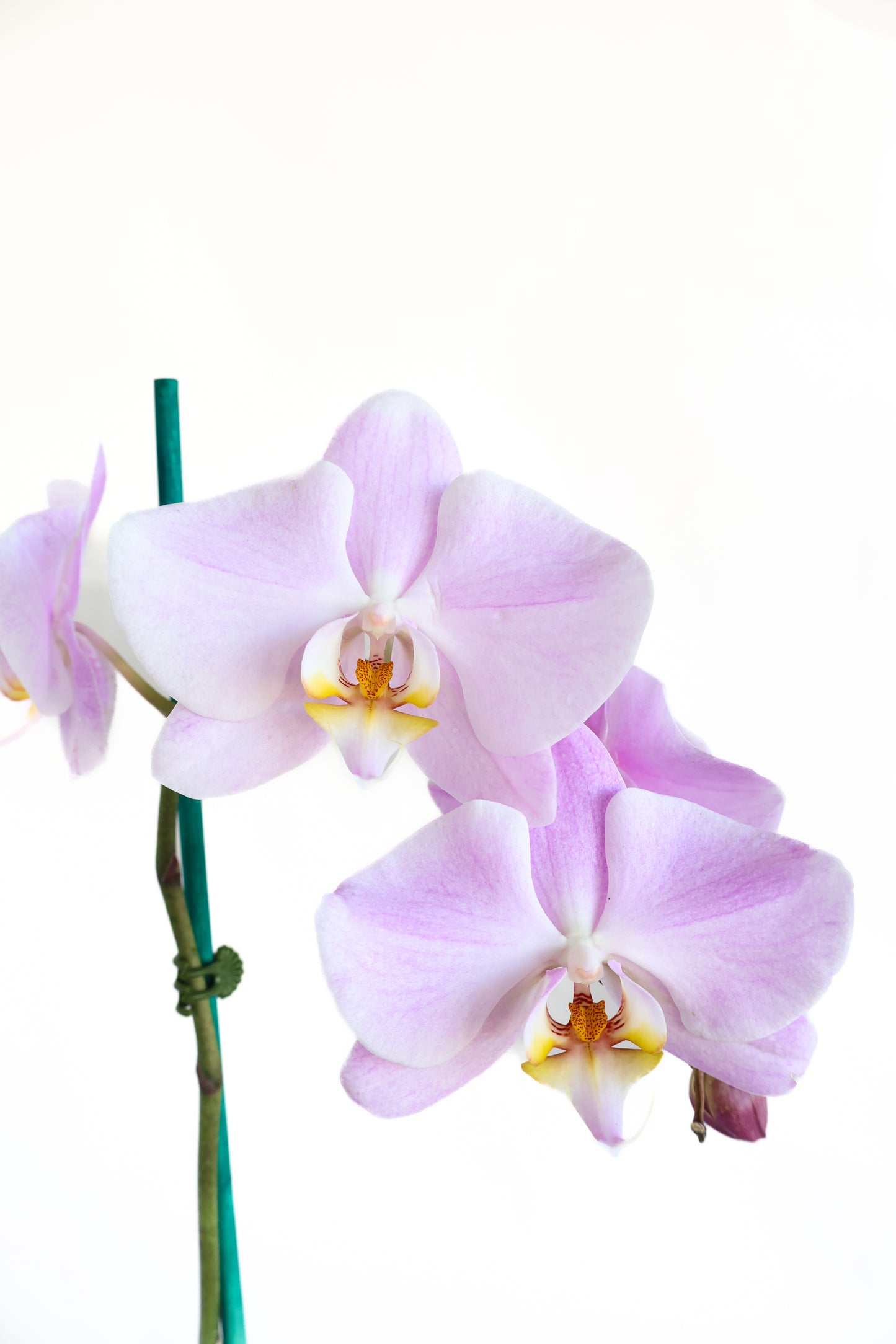 SOFT PINK BRANCHING PHALAENOPSIS ORCHID PLANT