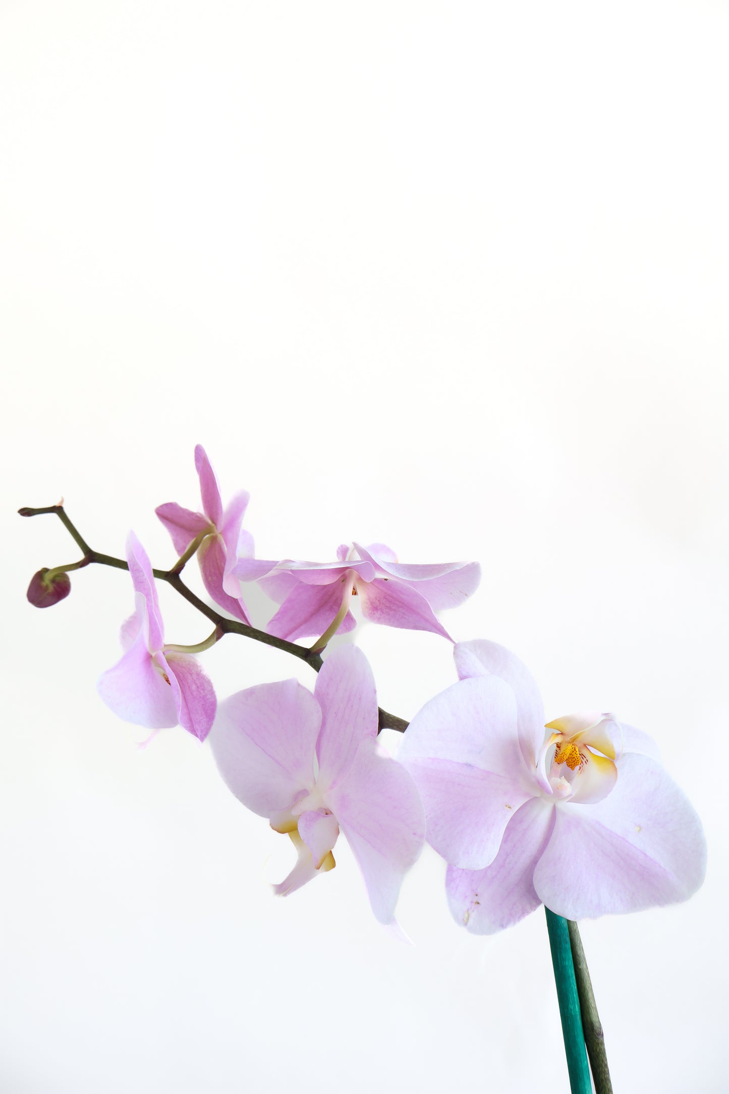 SOFT PINK BRANCHING PHALAENOPSIS ORCHID PLANT